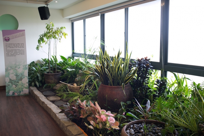 植物療癒圖片